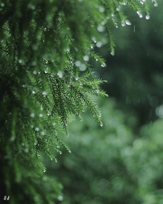 Jewels of the Rain