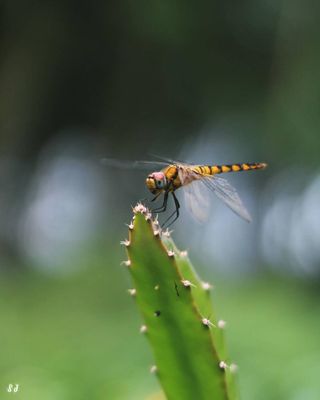 Fragile Balance